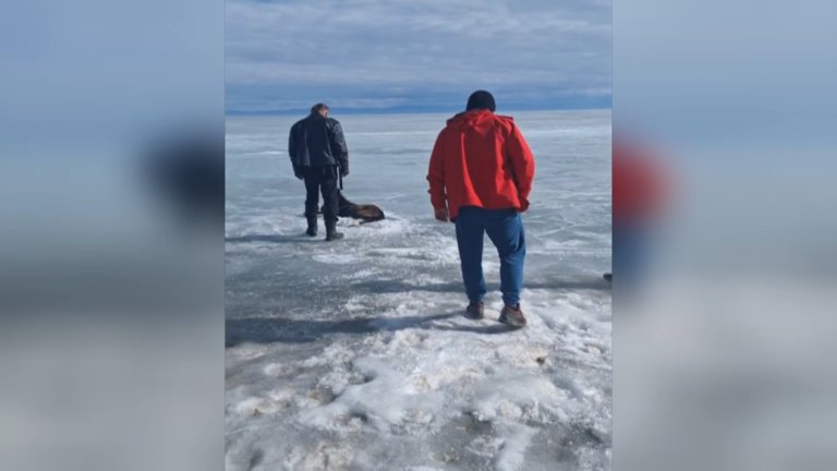 Сразу несколько операций по  спасению животных провели за выходные жители Иркутской области